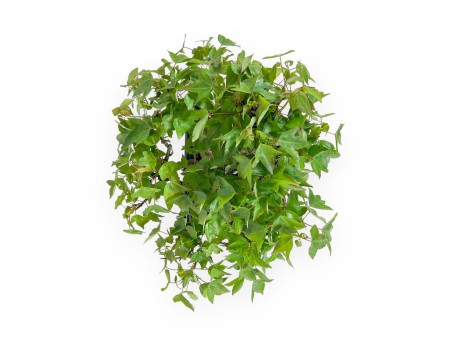 Acer buergerianum - 24 cm