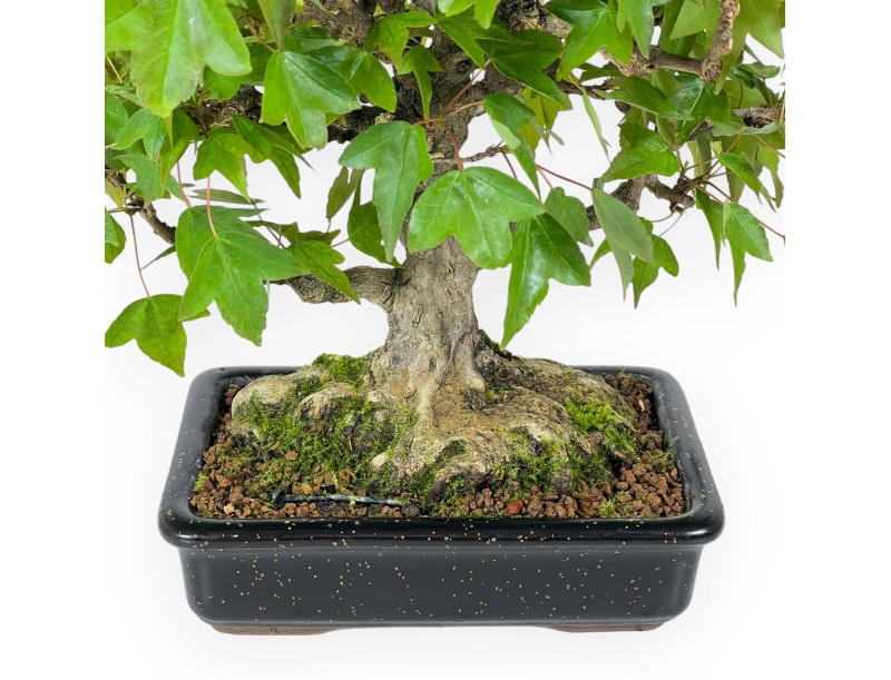 Acer buergerianum - érable - 24 cm