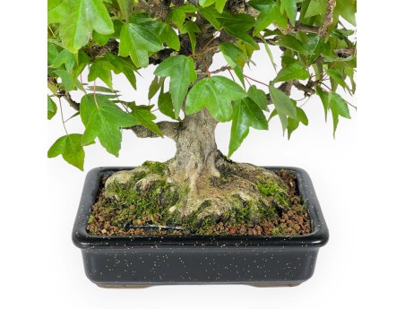 Acer buergerianum - 24 cm