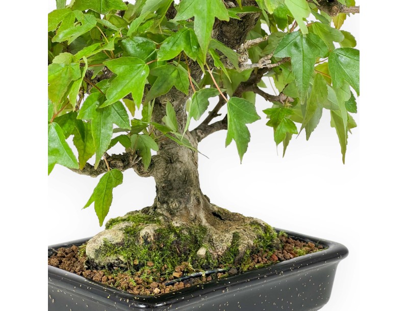 Acer buergerianum - maple - 24 cm