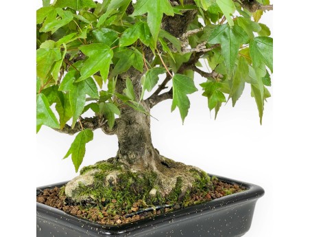 Acer buergerianum - 24 cm