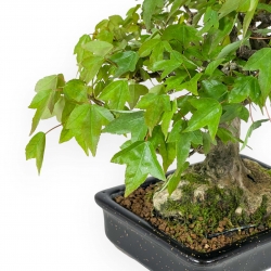 Acer buergerianum - acero - 24 cm