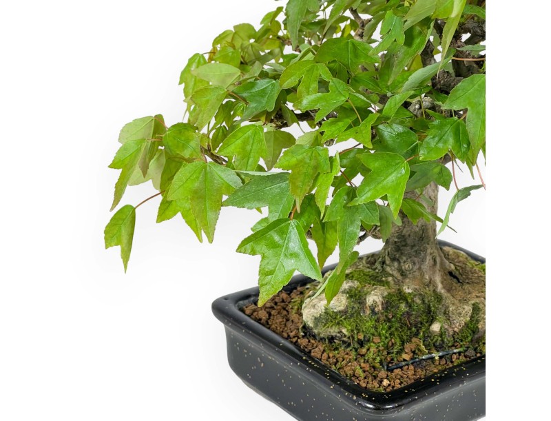Acer buergerianum - maple - 24 cm