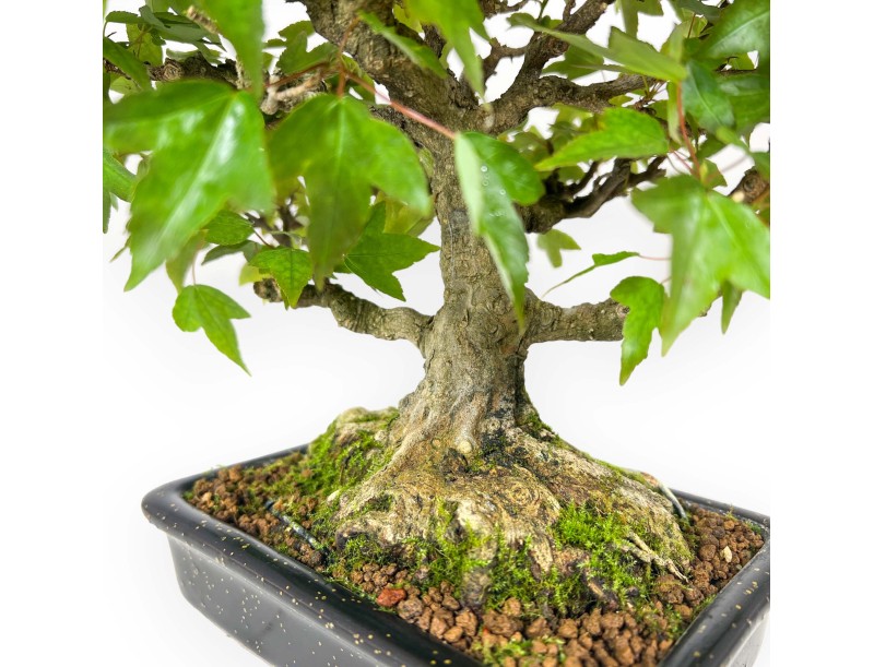 Acer buergerianum - maple - 24 cm