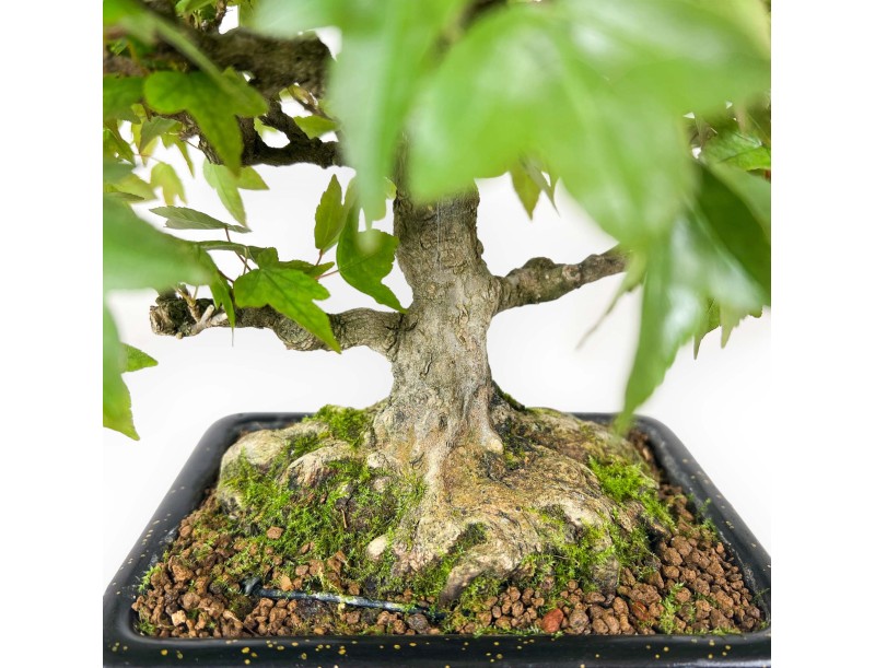 Acer buergerianum - maple - 24 cm