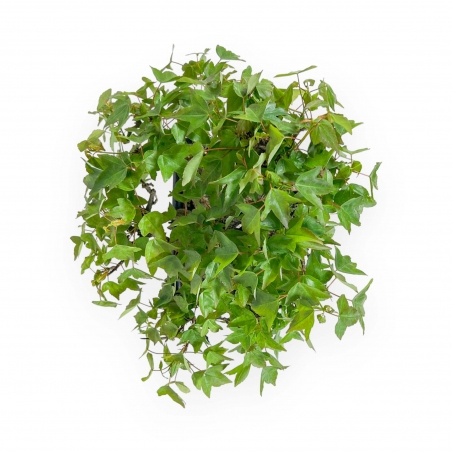 Acer buergerianum - acero - 24 cm