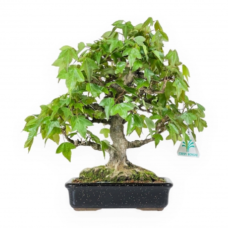 Acer buergerianum - acero - 24 cm