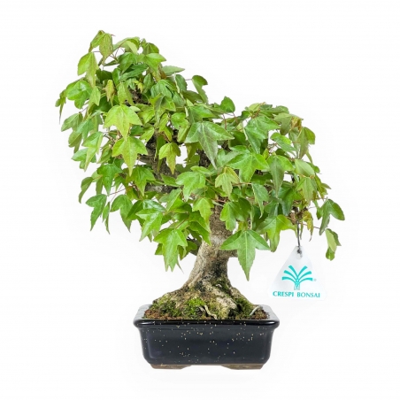 Acer buergerianum - acero - 24 cm