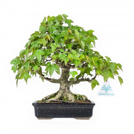Acer buergerianum - maple - 24 cm