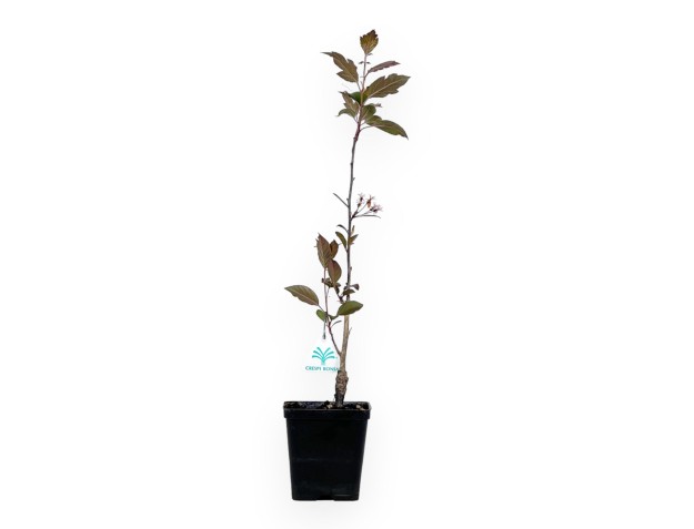 Malus Royal Raindrops - Apple tree - 50 cm