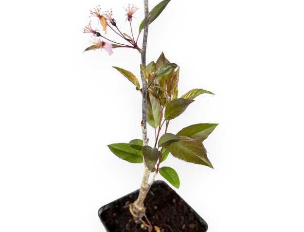 Malus Royal Raindrops - Apple tree - 50 cm 2