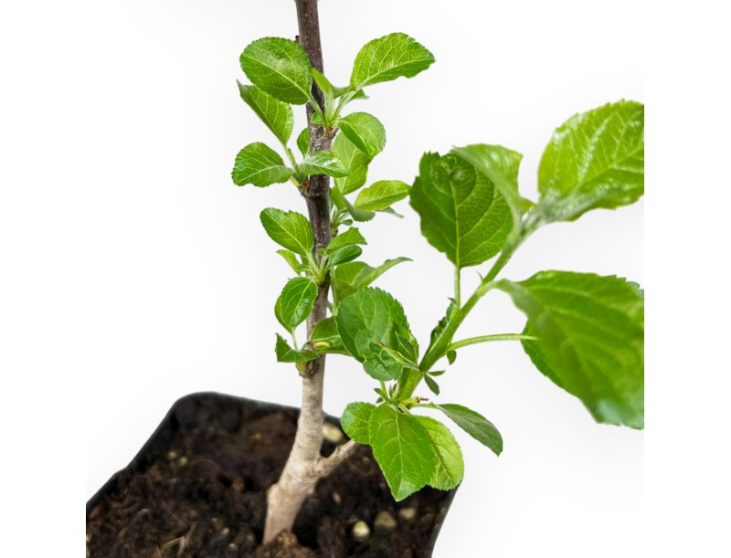 Malus Rob. Yellow Siberian - Pommier - 32 cm