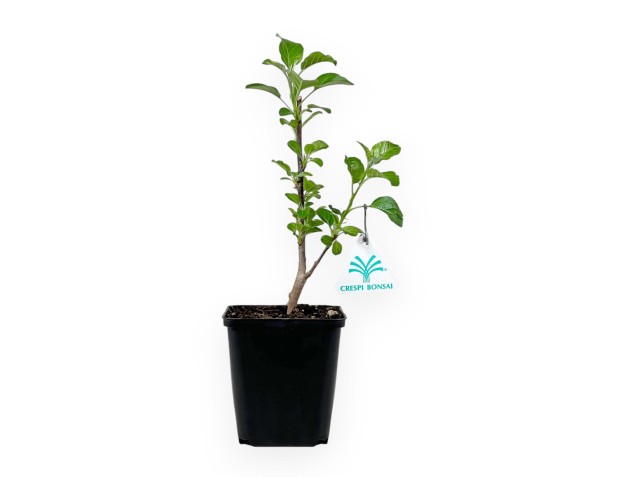 Malus Rob. Yellow Siberian - Apple tree - 32 cm