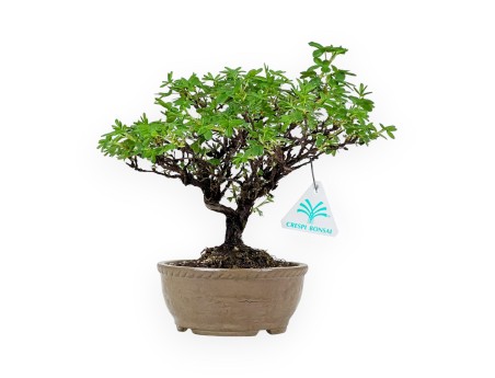 Potentilla Fruticosa - 24 cm