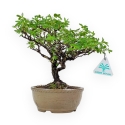 Potentilla Fruticosa - 24 cm