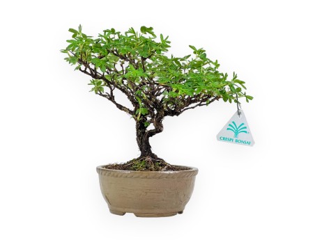 Potentille Fruticosa - 24 cm