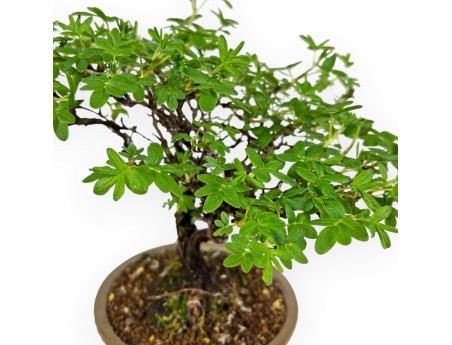 Potentilla Fruticosa - 24 cm