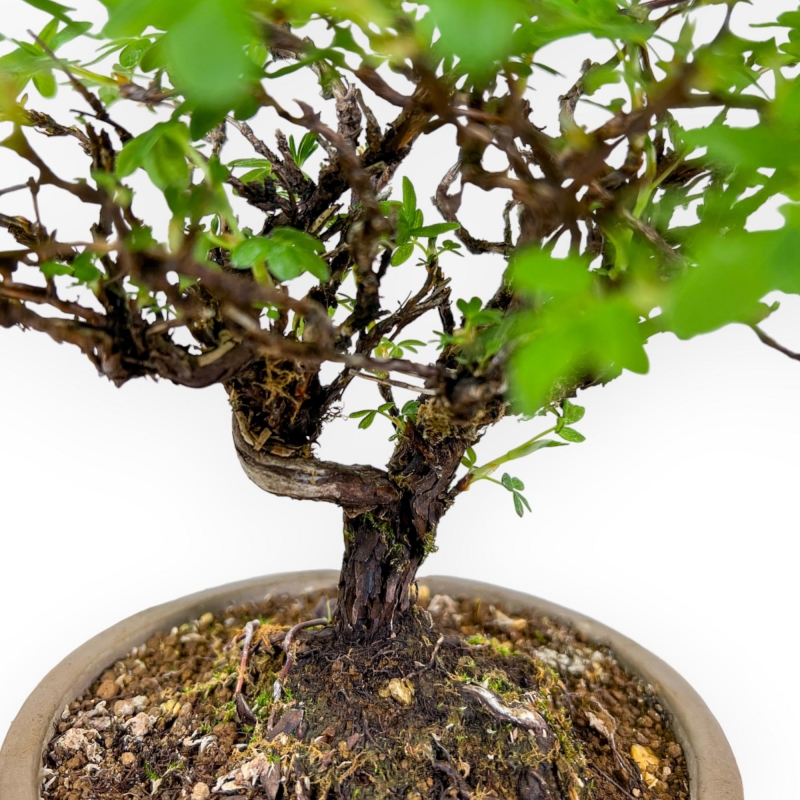 Potentilla Fruticosa - 24 cm