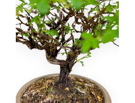Potentille Fruticosa - 24 cm