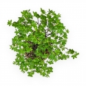 Potentilla Fruticosa - 24 cm
