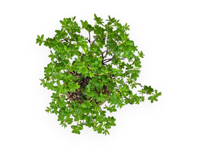 Potentille Fruticosa - 24 cm