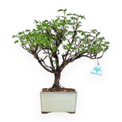 Potentilla Fruticosa - 28 cm