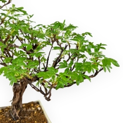 Potentilla Fruticosa - 35 cm