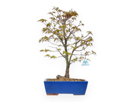 Acer Palmatum Arakawa - Acero - 52 cm