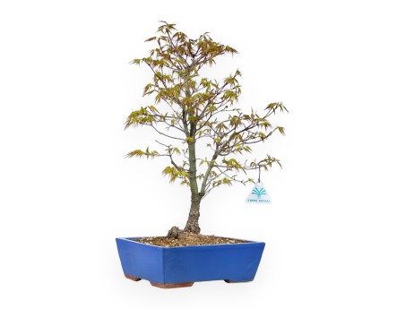 Acer Palmatum Arakawa - Acero - 52 cm
