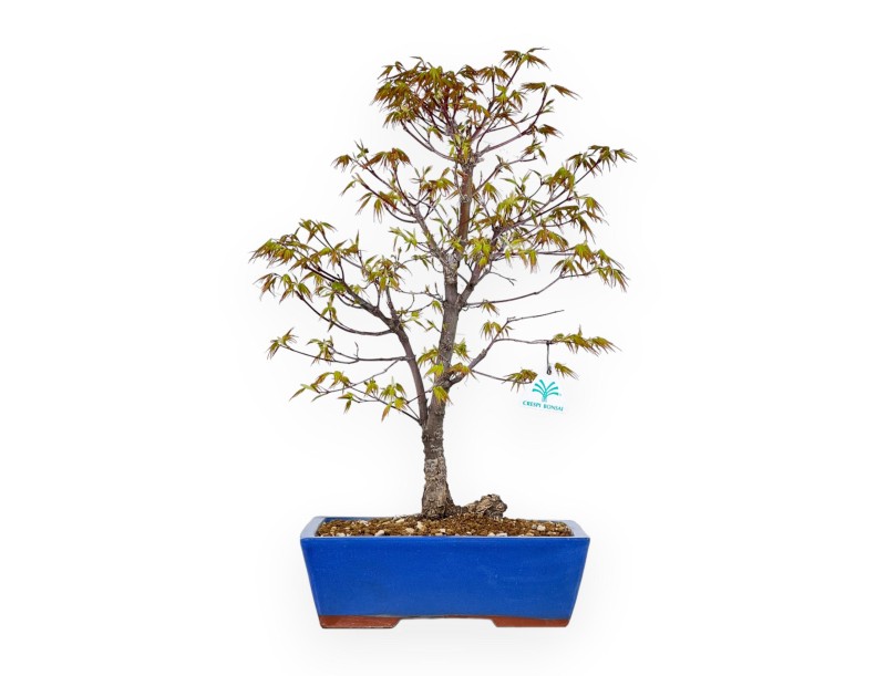 Acer Palmatum Arakawa - Esdoorn - 52 cm