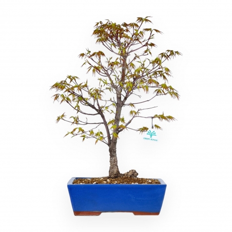 Acer Palmatum Arakawa - Ahorn - 52 cm