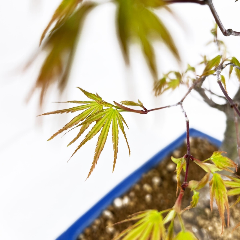 Acer Palmatum Arakawa - Érable - 52 cm