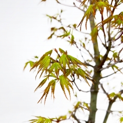 Acer Palmatum Arakawa - Ahorn - 52 cm