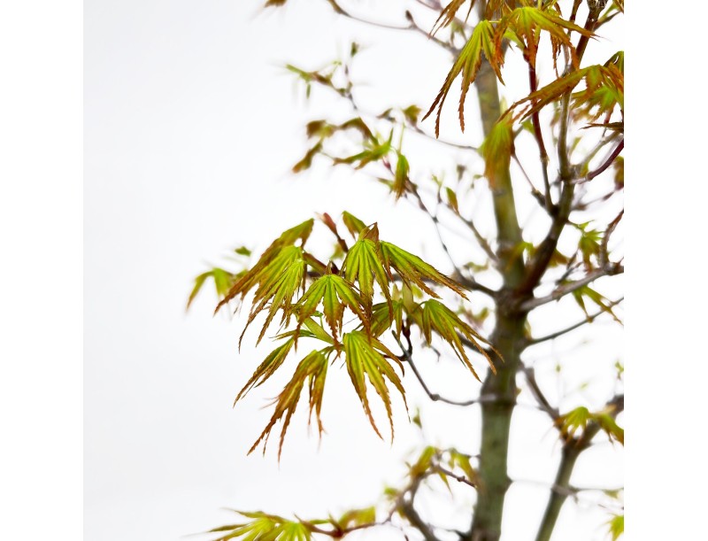 Acer Palmatum Arakawa - Acer - 52 cm