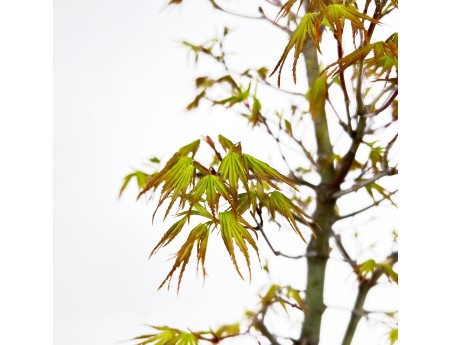 Acer Palmatum Arakawa - Érable - 52 cm