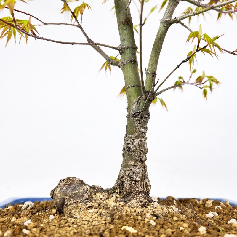 Acer Palmatum Arakawa - Arce - 52 cm