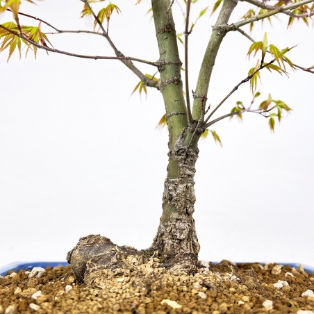 Acer Palmatum Arakawa - Ahorn - 52 cm