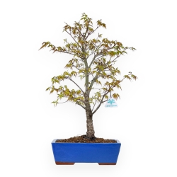 Acer Palmatum Arakawa - Ahorn - 58 cm