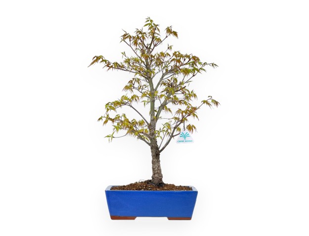 Acer Palmatum Arakawa - Arce - 58 cm