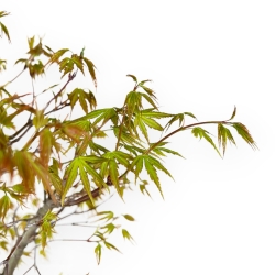 Acer Palmatum Arakawa - Ahorn - 58 cm
