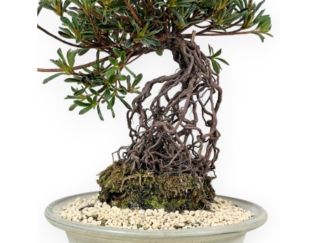 Rhododendron Indicum - Hotaka-no-Mai - Azalée - 36 cm