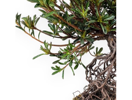 Rhododendron Indicum - Hotaka-no-Mai - Azalea - 36 cm