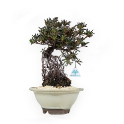 Rhododendron Indicum - Hotaka-no-Mai - Azalée - 36 cm
