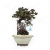 Rhododendron Indicum - Hotaka-no-Mai - Azalea - 36 cm
