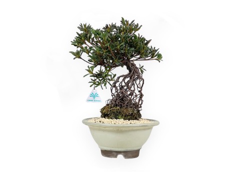 Rhododendron Indicum - Hotaka-no-Mai - Azalea - 36 cm