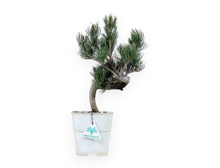 Pinus Pentaphylla - Den - 34 cm