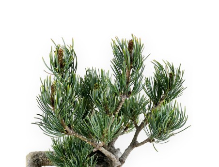 Pinus Pentaphylla - Pine five needles - 34 cm