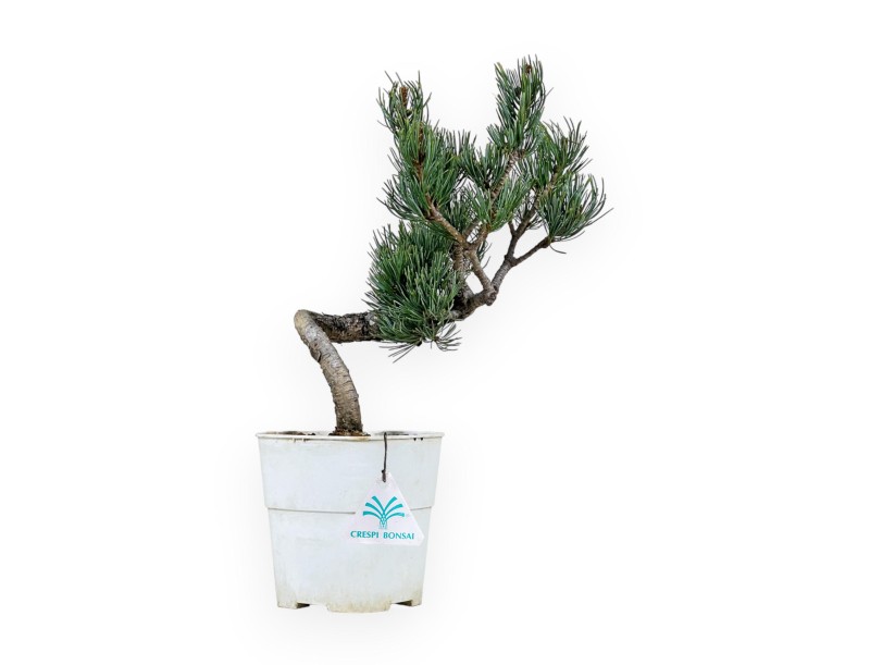 Pinus Pentaphylla - Kiefer - 34 cm