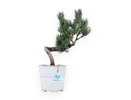 Pinus Pentaphylla - Den - 34 cm