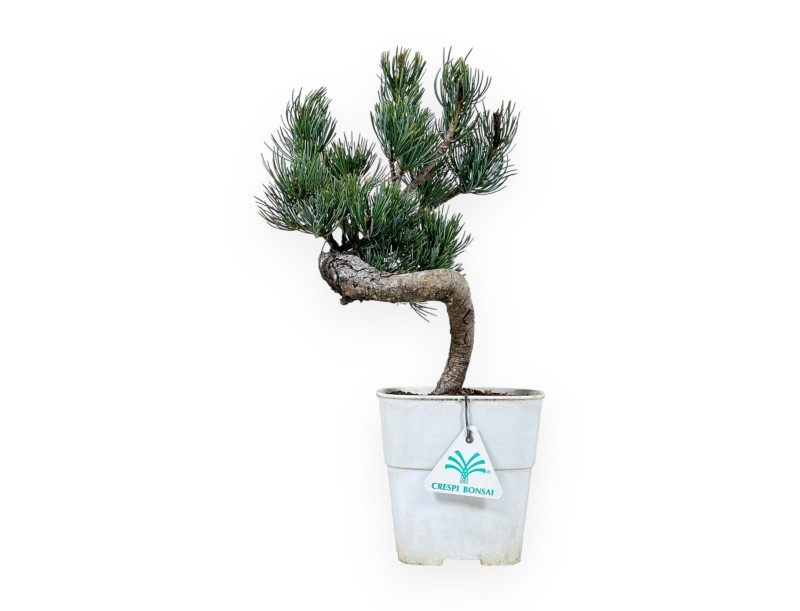 Pinus Pentaphylla - Pine five needles - 34 cm